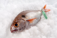 Bogar, Morlesz Bogar Hiszpania 