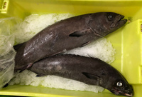 Ryba maślana Tomas Oilfish