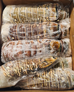 Duży Ogon Langusty Karaibskiej 16/20, 500-650g szt, op 2 sztuki