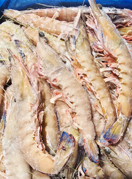 Dzika Krewetka Tygrysia z Południowej Australii MSC, 10-15 szt/ 1 kg