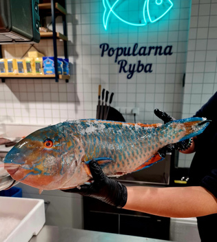 Papugoryba Dwubarwna