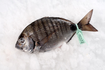 Sargus Biała Dorada