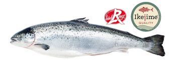 Łosoś Szkocki Loch Duart cała tuszka o wadze od 4 do 7 kg sztuka