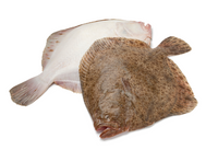 Turbot 400-600g
