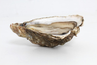 Ostryga Pousse En Claire Label Rouge Geay 