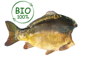 Karp świeży patroszony bez głowy BIO, tusza ok 0.9kg-1.1kg/szt