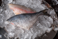 Dorada Royal filet ze skórą