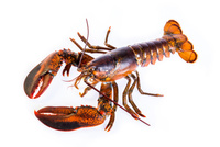 Homar Kanadyjski 500/600 g