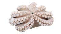 Ośmiornica Zwyczajna kwiat, 3-4 kg/ szt