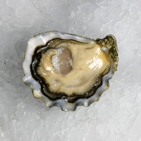 Ostryga super speciales SIGNATURE La Famille Boutrais N°3