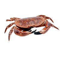 Krab Kieszeniec 800/1000 szt