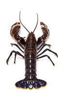 Homar Europejski Niebieski z Bretanii 1000-1200g,