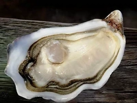 Ostryga speciale Tarbouriech