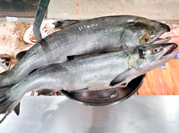 Dziki Łosoś Keta z Alaski filet ok.1300g