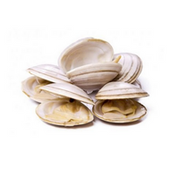  White Vongole Almeja