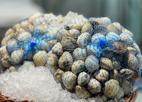 Vongole Małe Francja , Sercówki jadalne