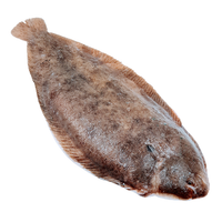 Sola Zwyczajna 600/800g